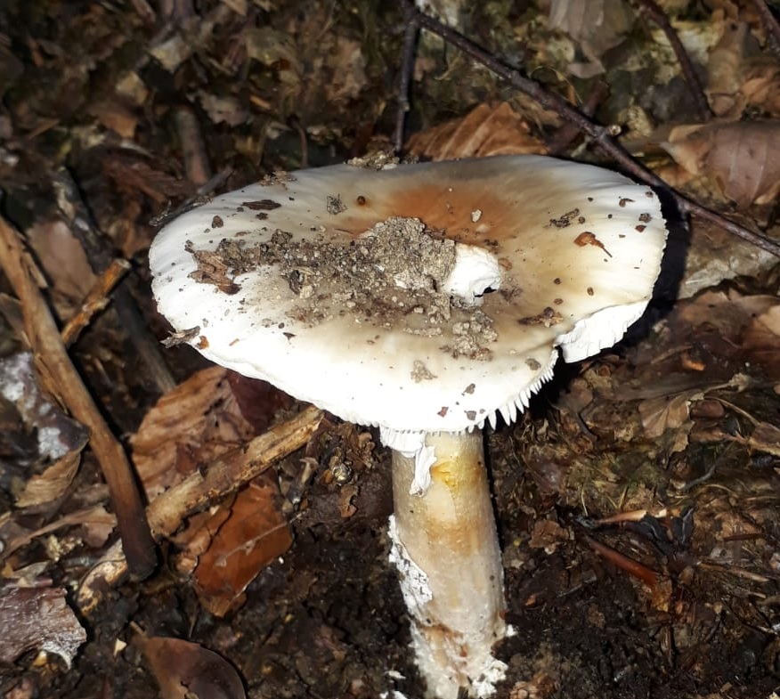 Amanita a margine di faggeta da  identificare